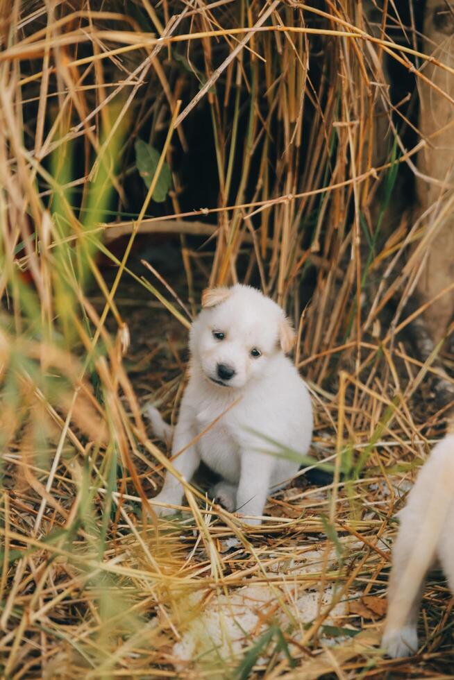 There are many puppies in the forest photo