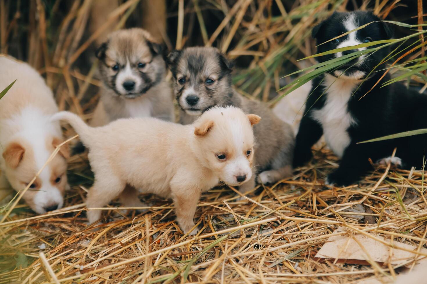There are many puppies in the forest photo