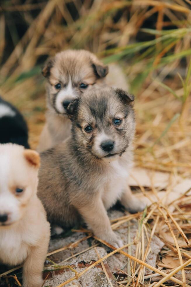 There are many puppies in the forest photo