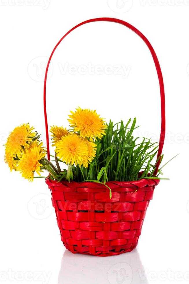 Dandelions bouquet in a red basket, Isolated over white background photo