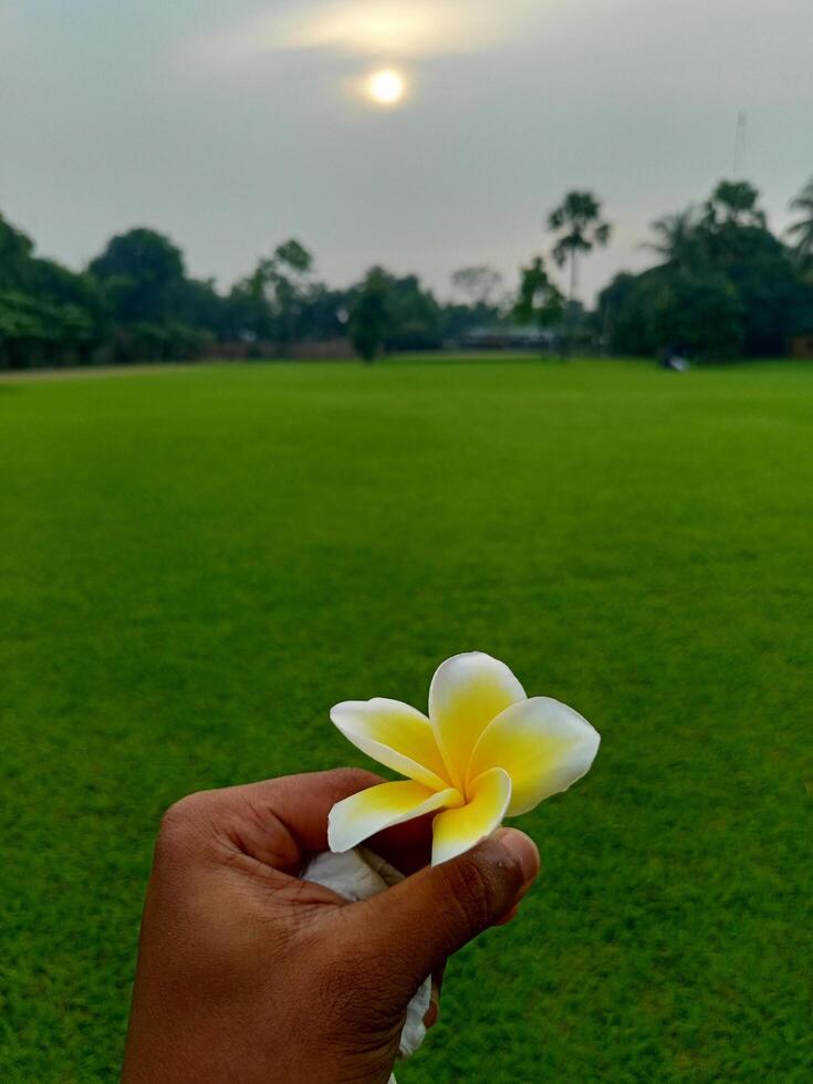 a person holding a white flower in front of a green field photo
