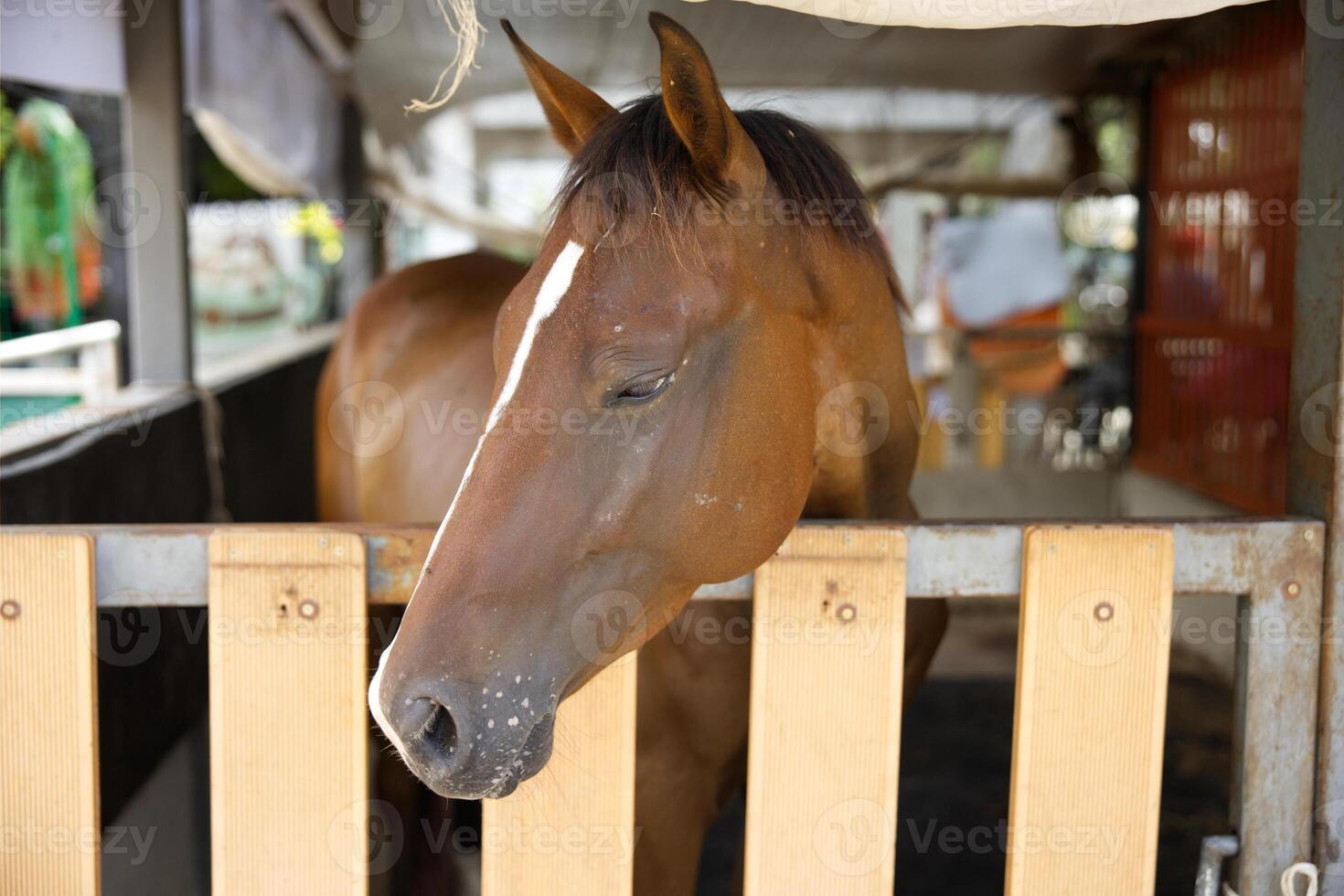 close up white dark brown horse head eating in wood stable photo