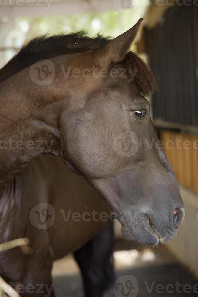 cerca arriba blanco oscuro marrón caballo cabeza comiendo en madera estable foto