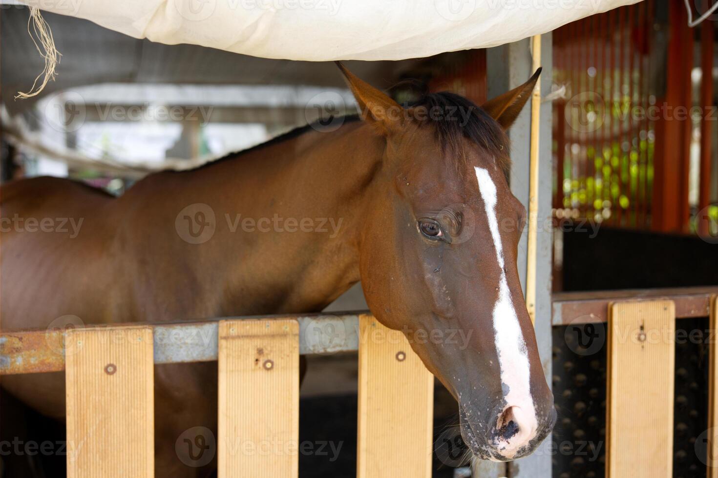 close up white dark brown horse head eating in wood stable photo