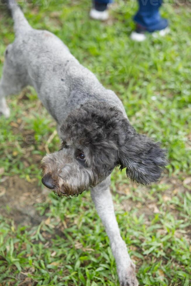 close up fluffy fatty fur white brown black Poodle face with dog leash playing in dog park photo