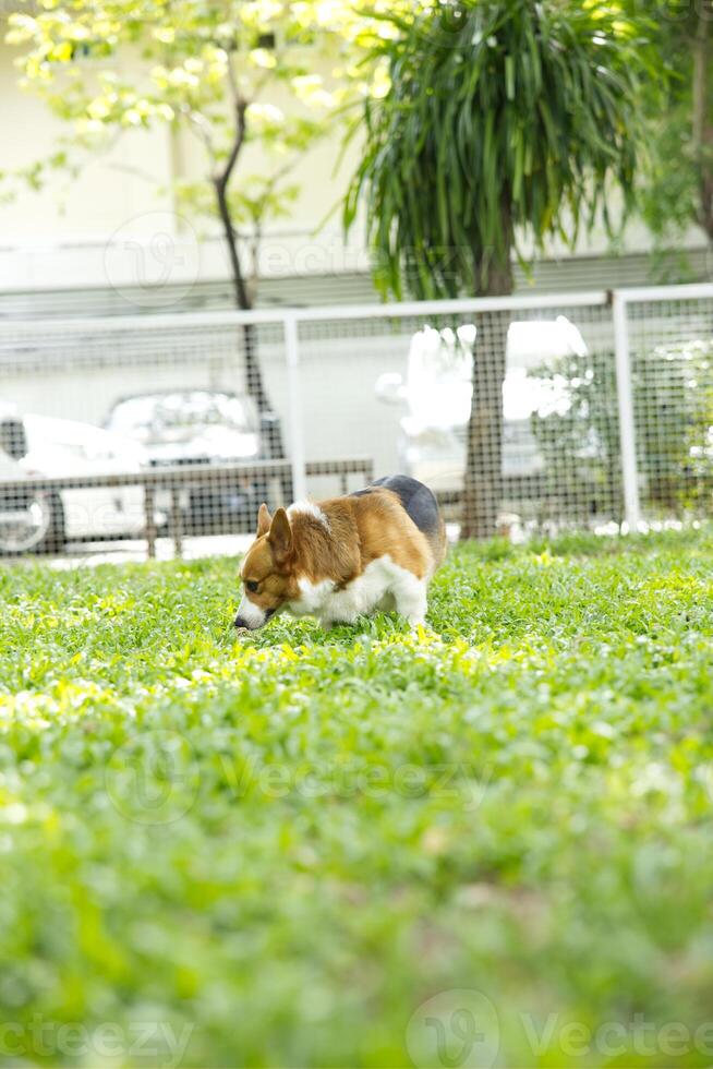 close up long tail fluffy fatty fur corgi face with dog leash running , jumping , playing toy in dog park photo