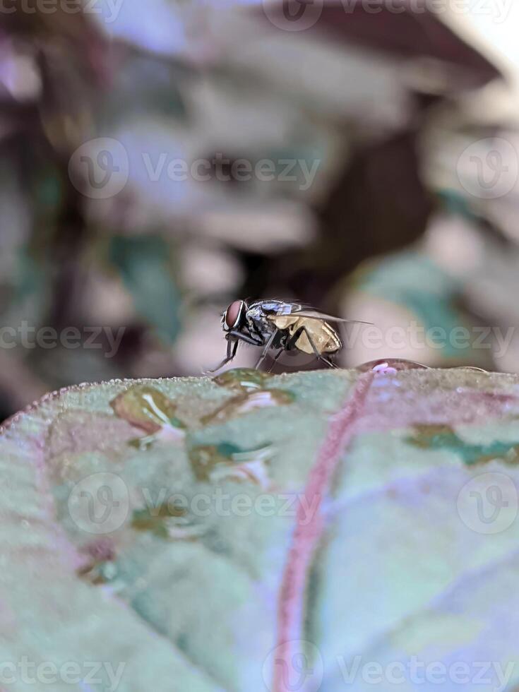 un de cerca Disparo de un hermosa mariposa en un verde hoja foto