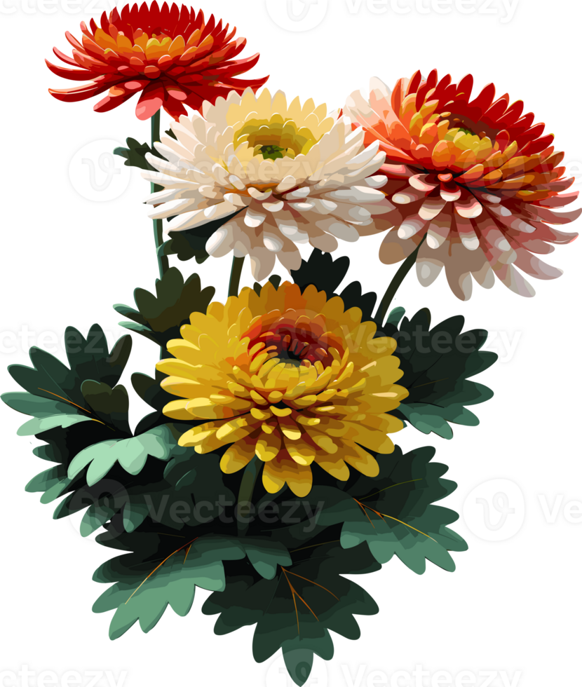 AI generated Chrysanthemums flower illustration in transparent background png