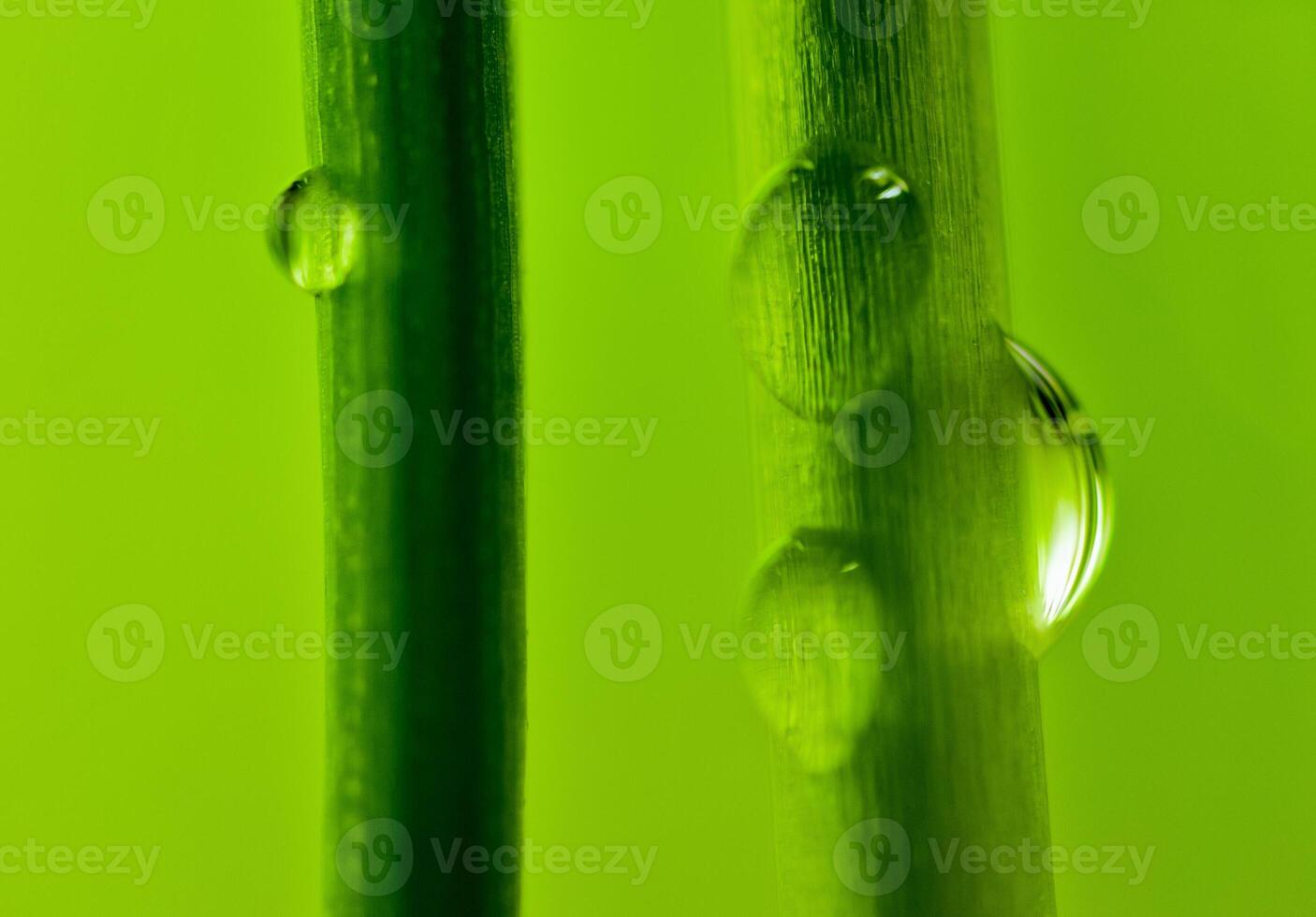 hierba fresca después de la lluvia primer plano con fondo borroso foto