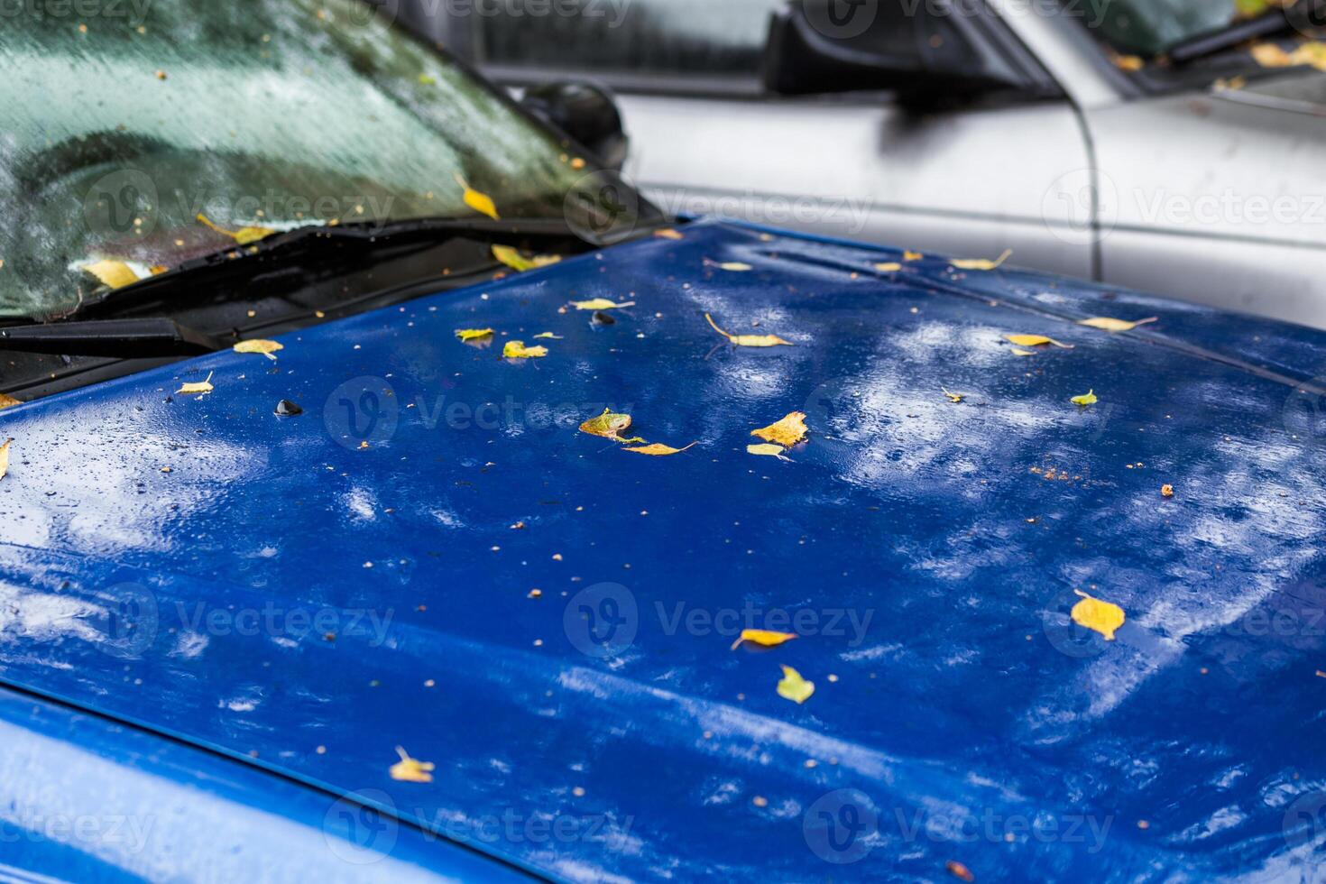 wet sapphire car at autumn rainy day with yellow birch leaves - selective focus with blur closeup photo