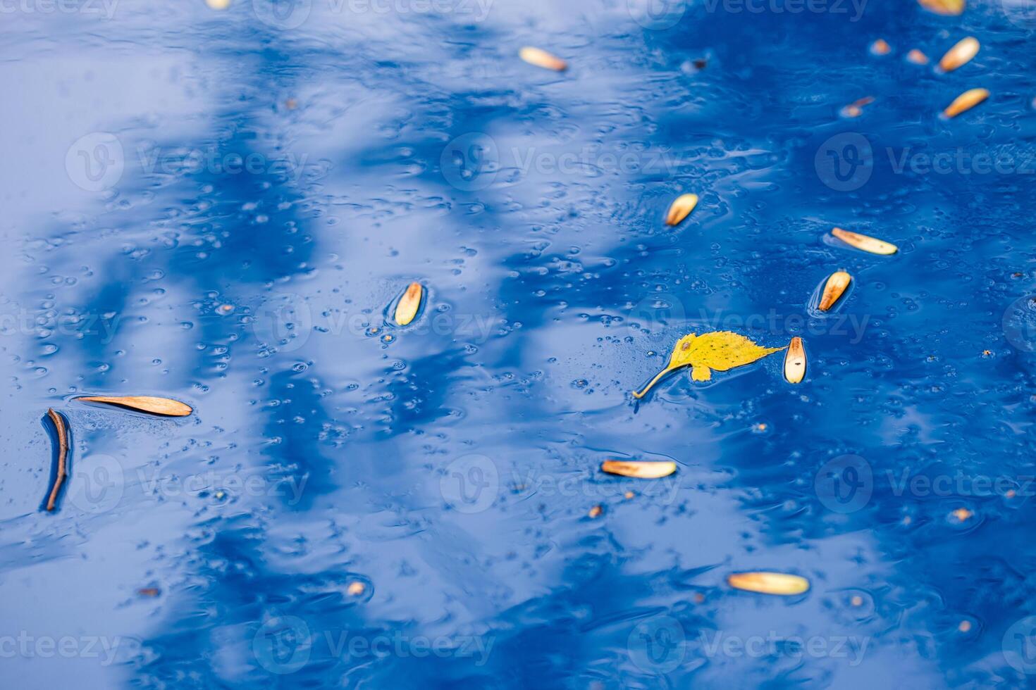 azure blue car surface at autumn rainy day with yellow birch leaves - selective focus with blur closeup photo