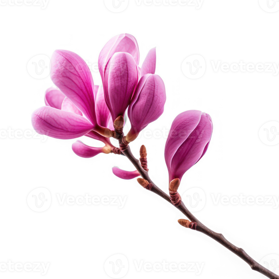 AI generated pink magnolia flower on a branch with no leaves png