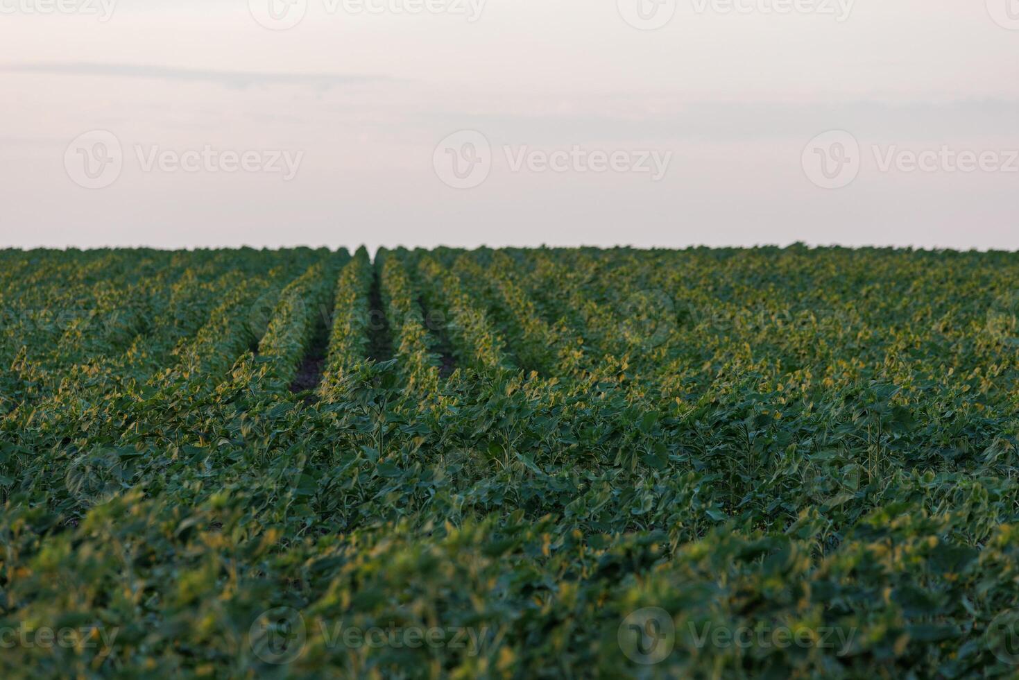 spring sunflower field before blooming photo