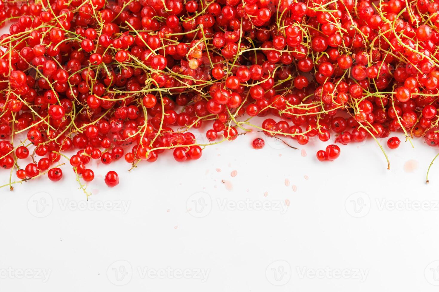 red currants on a white background photo