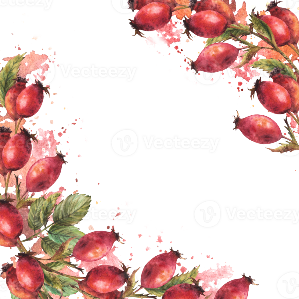 Frame of wild rosehip. Branch red briar fruits, dog rose berries, green leaves with watercolor splashes Hand drawn illustration for banner, post card, medical label. Template png