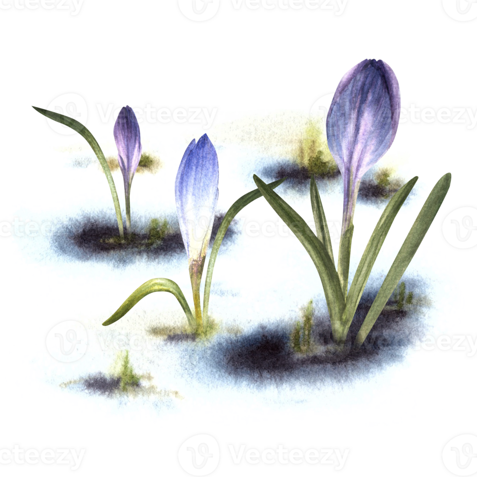 Watercolor painted illustration Arrival of spring, the awakening of nature after winter Melting snow primary plants saffron blue lilac crocuses Flowers sprouting through snow background png