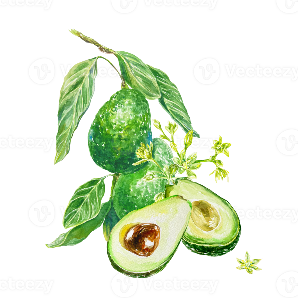 Avocado watercolor, twig, half fruit, piece, flower. Illustration. Design element for cards, invitations, food products, cosmetics, labels, covers, packaging. png