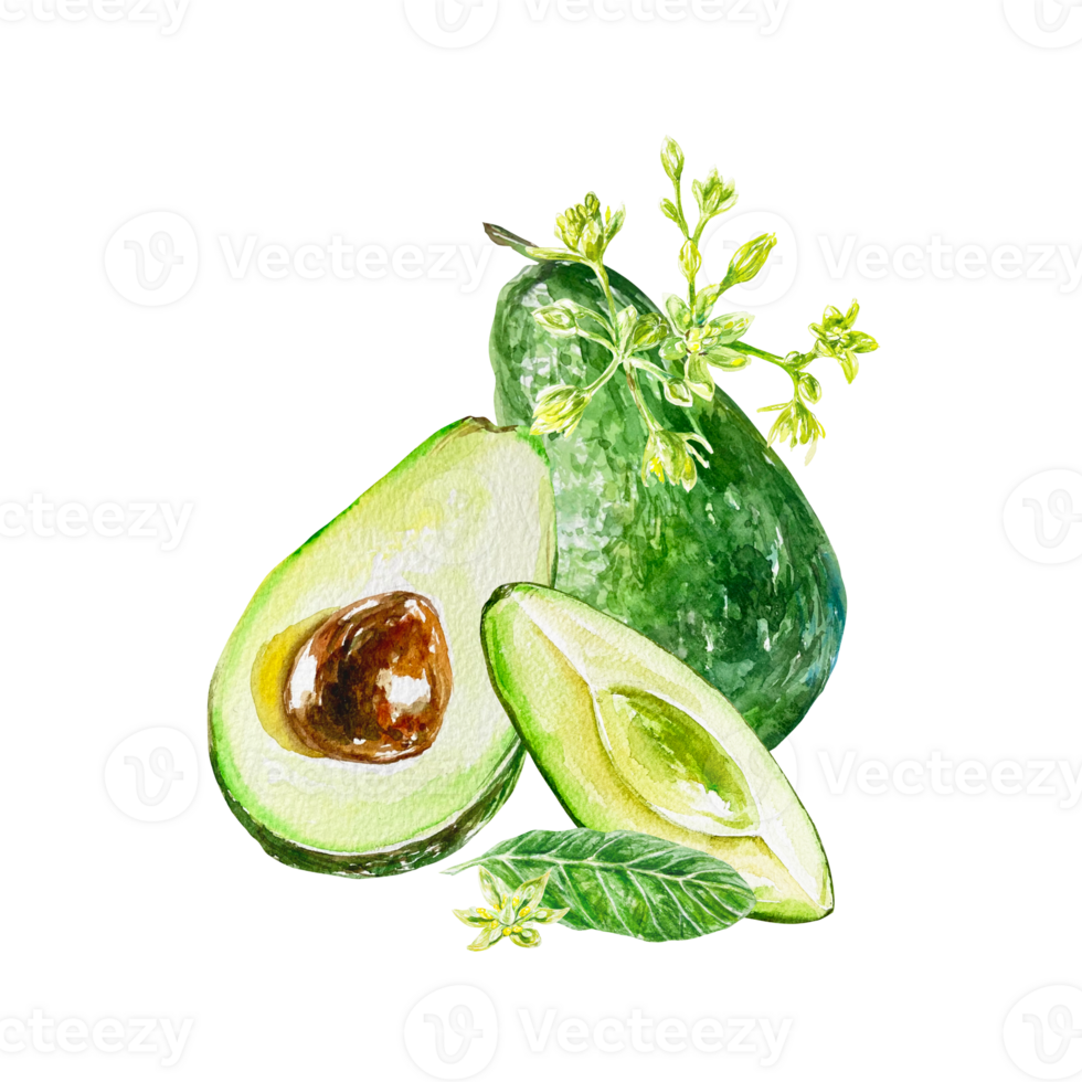 Avocado watercolor, fruit, half, piece, flower. Illustration. Design element for cards, invitations, food products, cosmetics, labels, covers, packaging. png