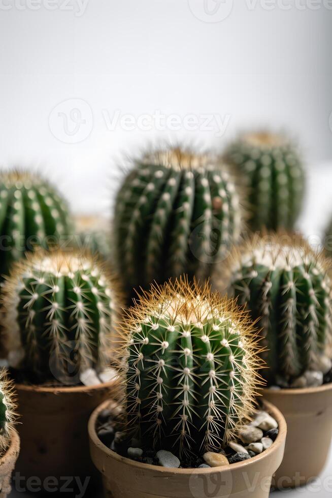 AI generated group round indoor plant cactuses in pot on white background, neural network generated image photo