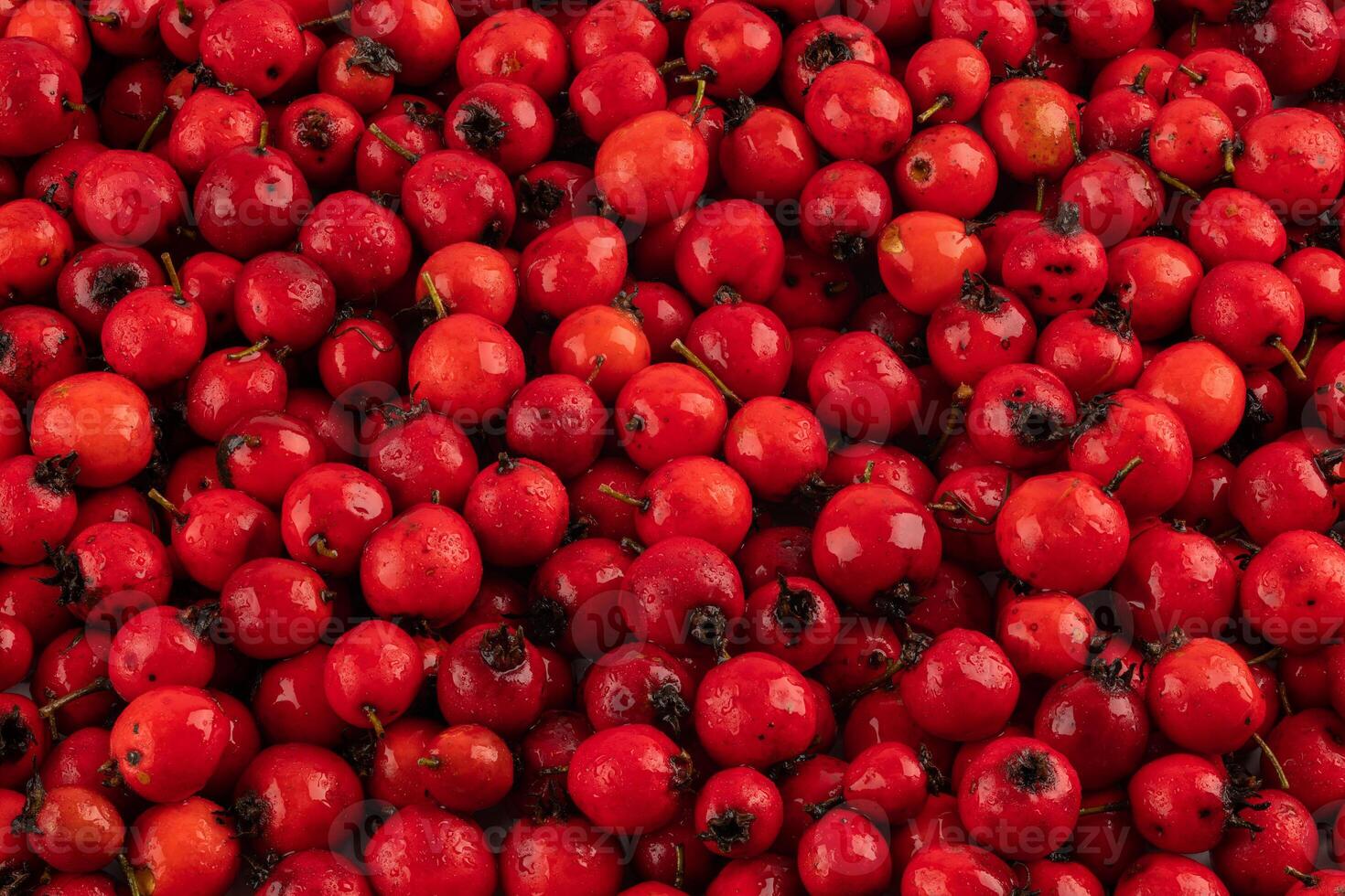 pile of red hawthorn berries full frame background and texture photo