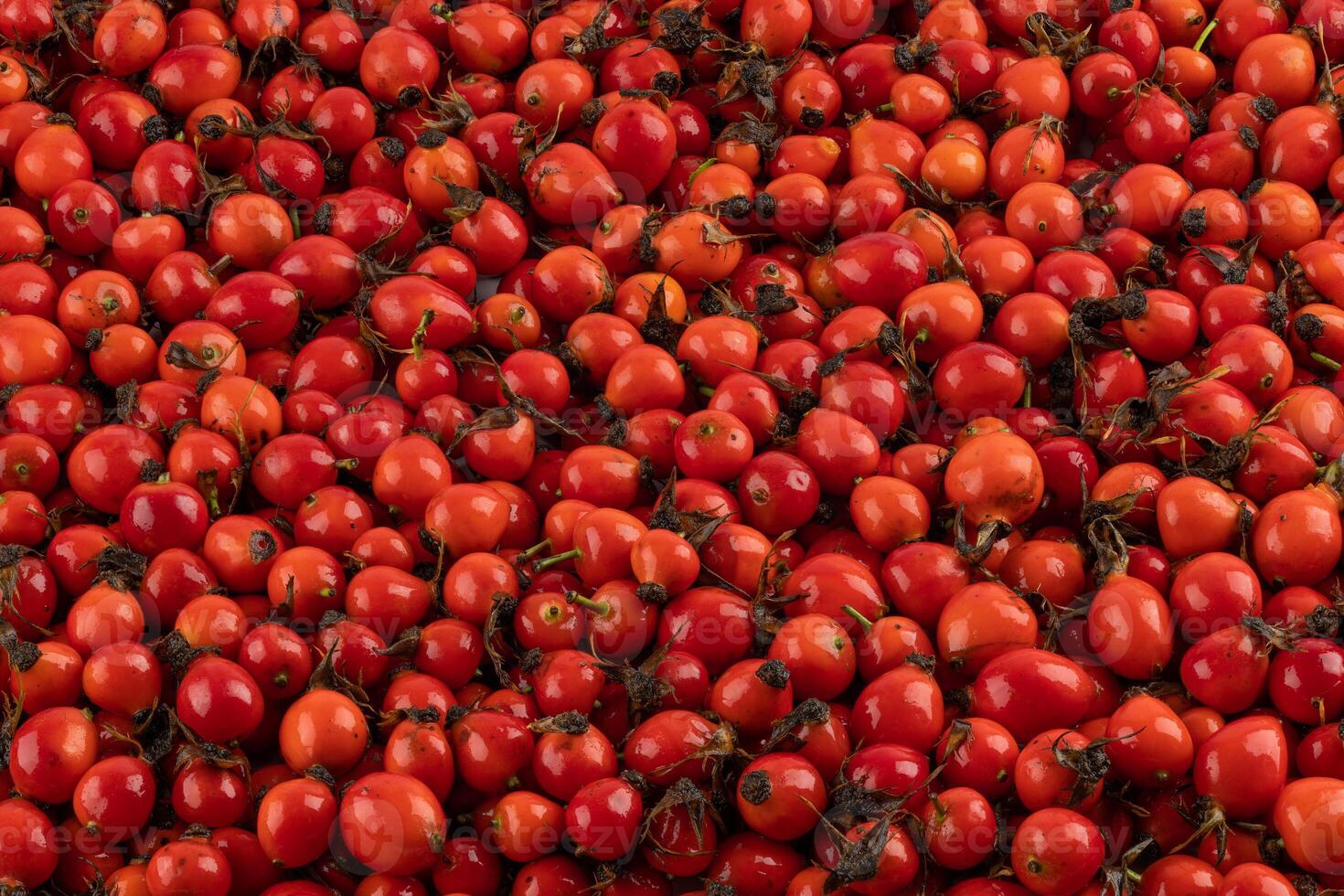 pile of red dog-rose rosehip fruits full frame background and texture photo