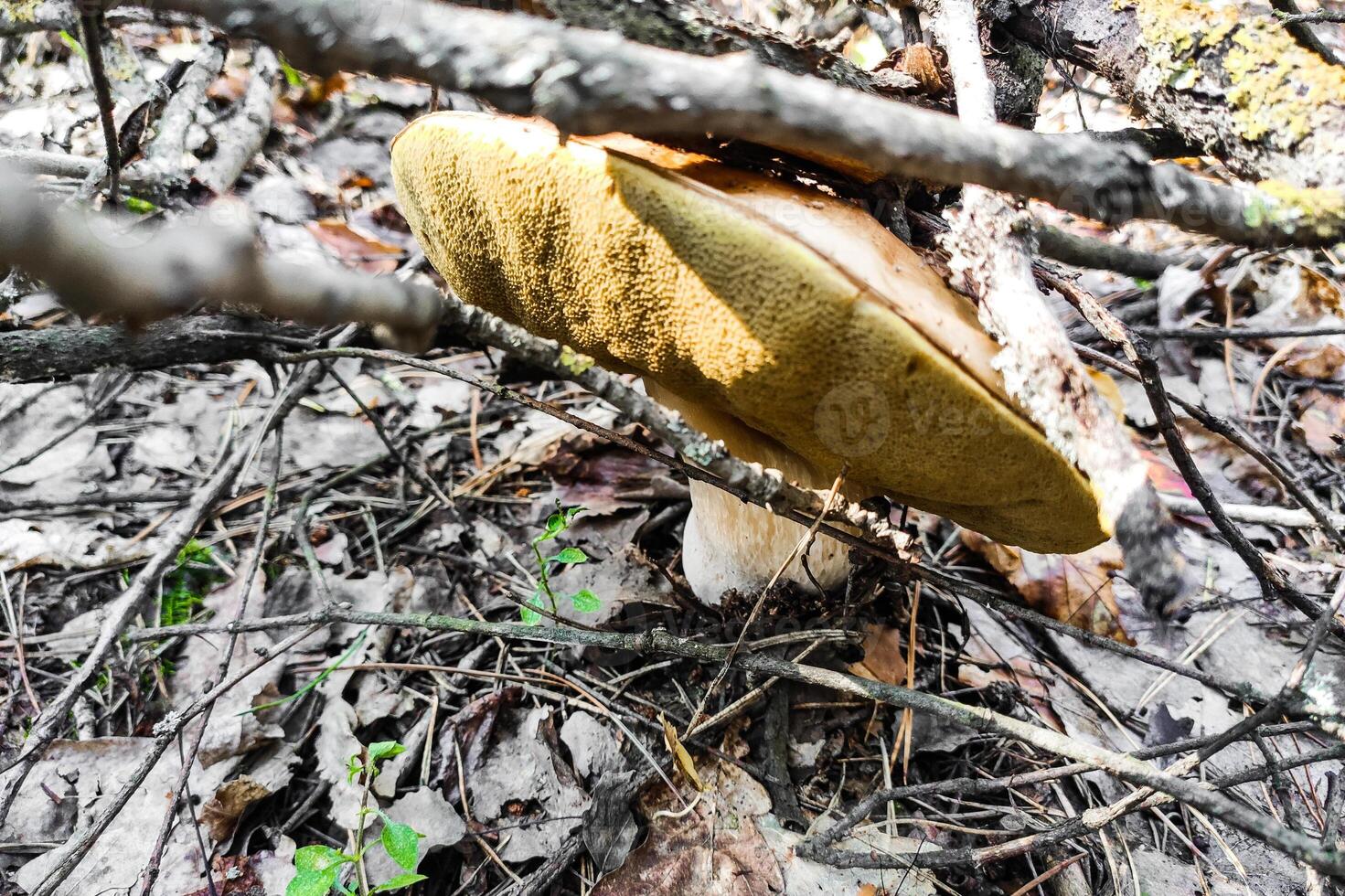 The large mushroom Boletus edulis grows in a coniferous forest. photo