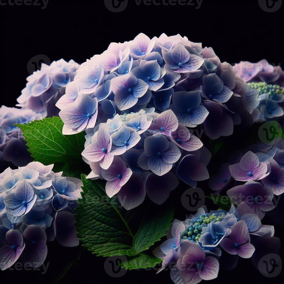 AI generated Hydrangea isolated on black background. Flowers and plants in spring. photo