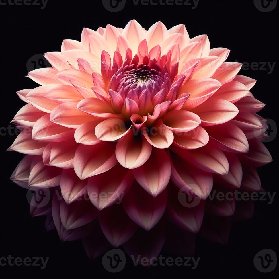 AI generated Dahlia isolated on black background. Flowers and plants in spring. photo