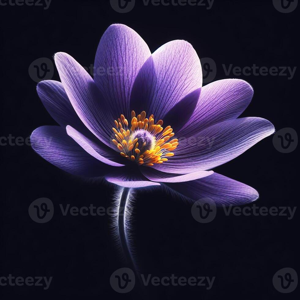 AI generated Violet isolated on black background. Flowers and plants in spring. photo