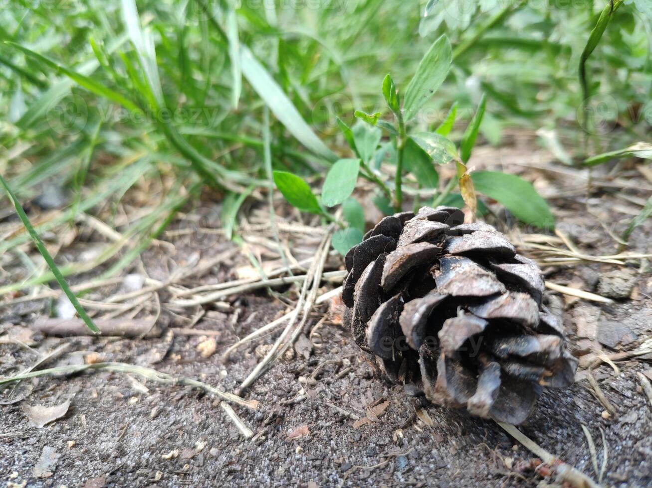 A pine cone on the ground in the grass photo