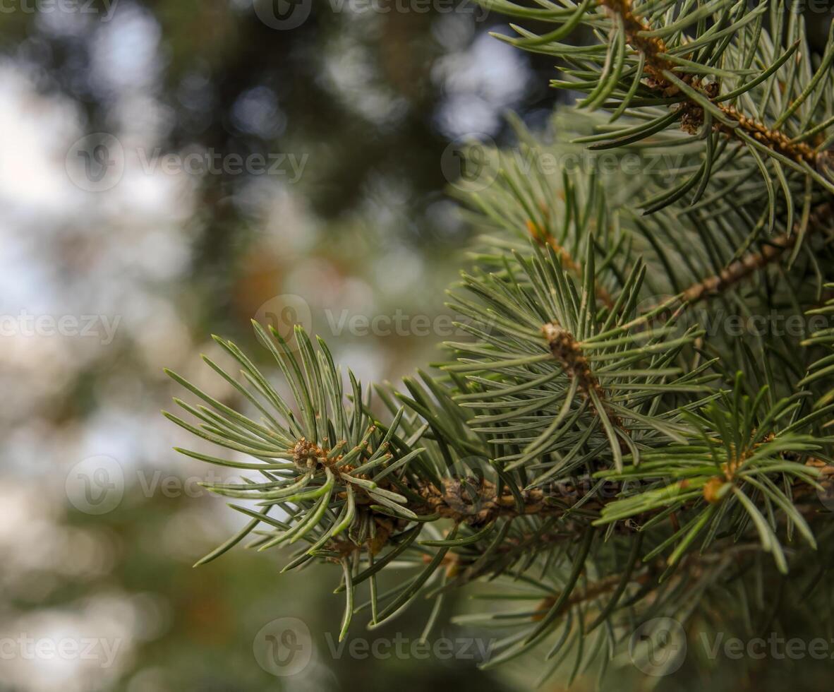 pino árbol ramas y agujas foto