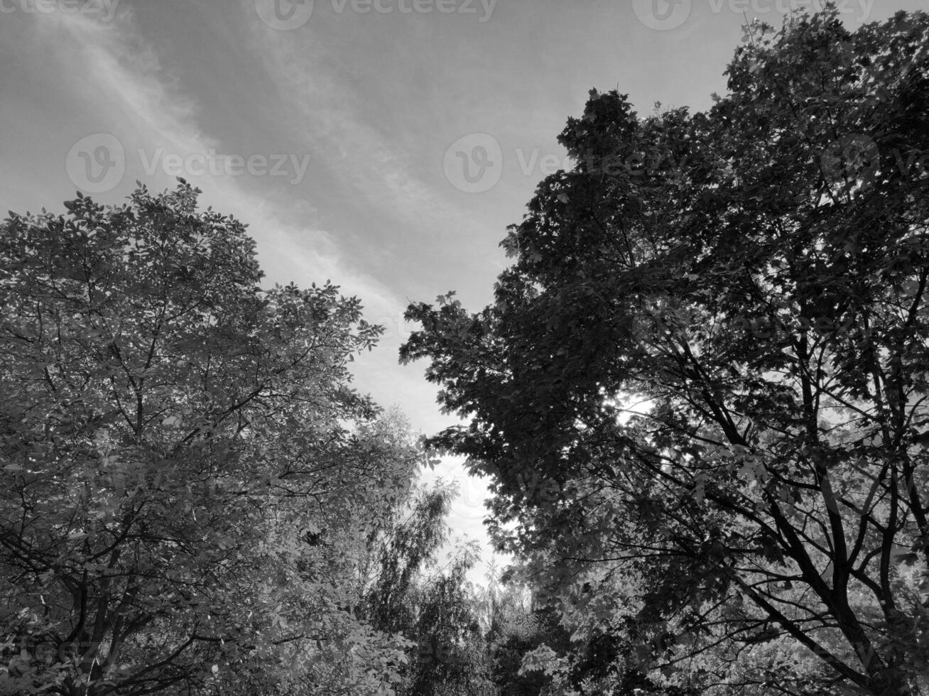 Black and white forest background. Nature and sun beams photo