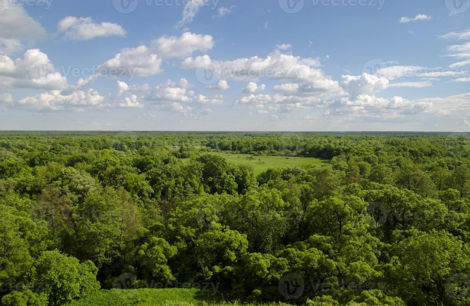 Russian forest with many trees and fields photo