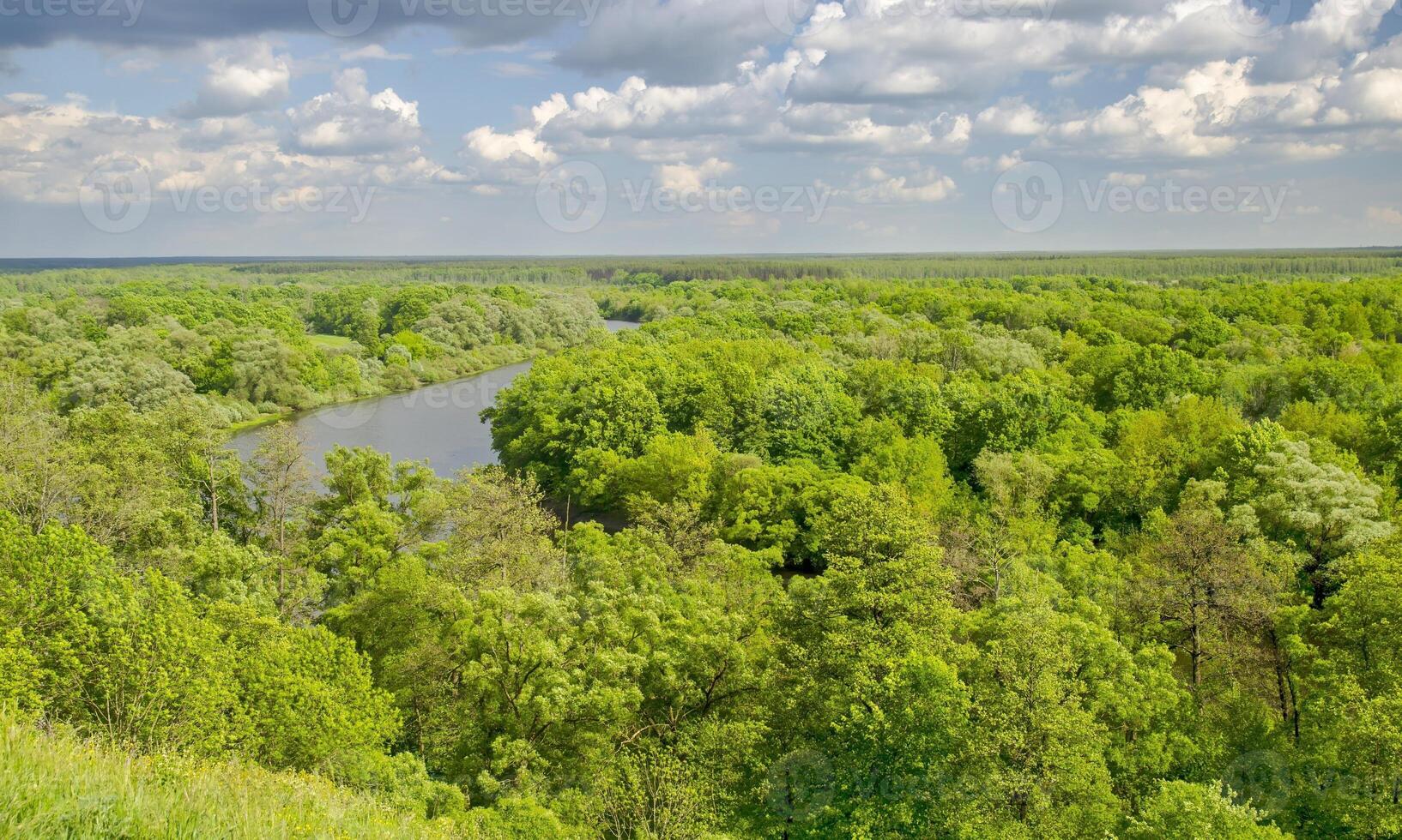 Green forest under deep blue sky photo