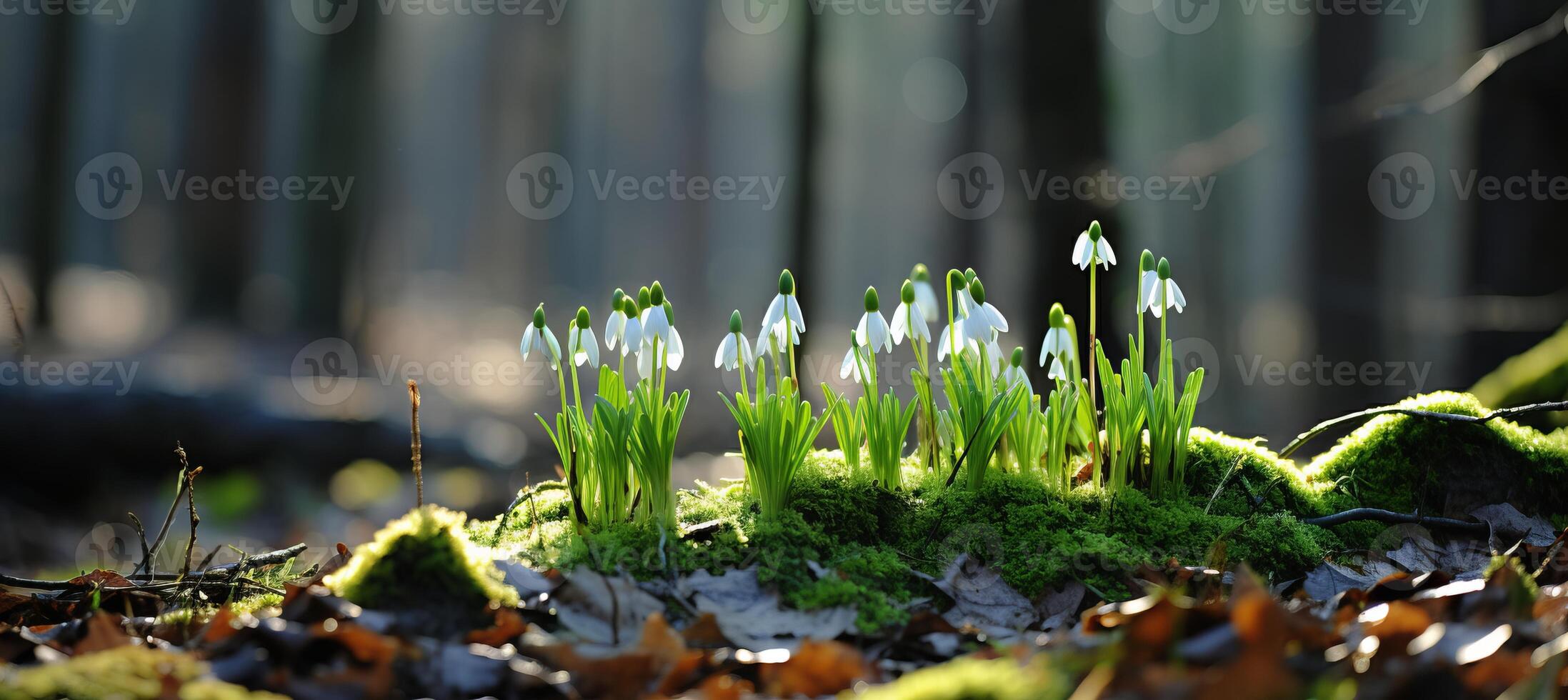 AI generated Exquisite snowdrop flower blooming gracefully in the soft, golden rays of the vibrant spring sun photo