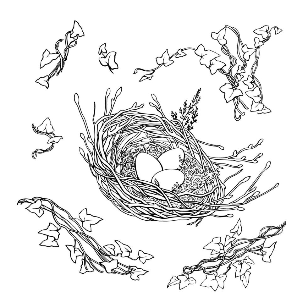 Vector graphics set drawing nests and plants