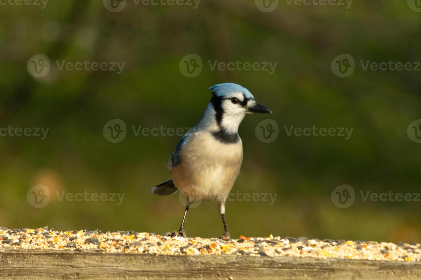 This beautiful blue jay bird is standing on the wooden railing. The pretty bird looks like he is about to pounce but waiting for the right moment. His white belly standing out from his blue feathers. photo