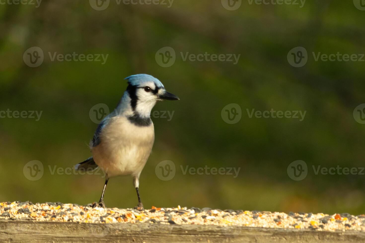 This beautiful blue jay bird is standing on the wooden railing. The pretty bird looks like he is about to pounce but waiting for the right moment. His white belly standing out from his blue feathers. photo
