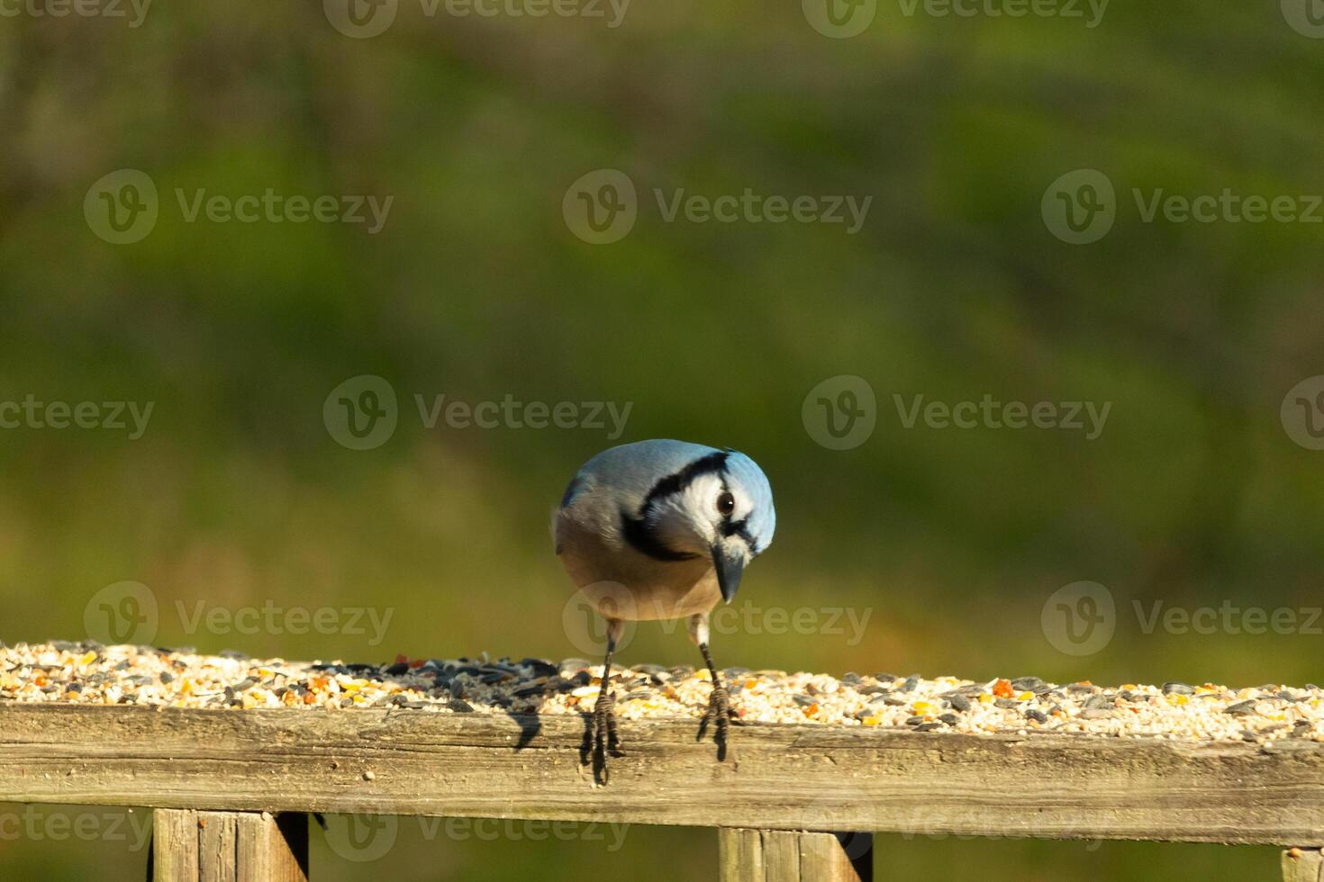 This beautiful blue jay bird is standing on the wooden railing. The pretty bird looks like he is about to pounce but waiting for the right moment. His white belly standing out from his blue feathers. photo
