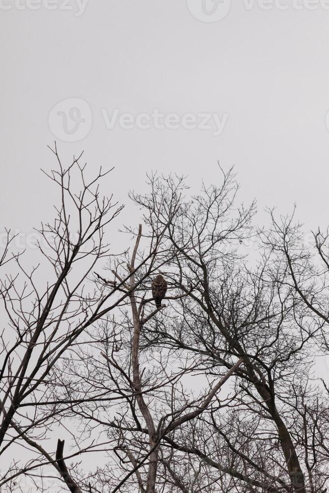 I love the look of this red-shouldered hawk perched in this tree. The large raptor trying to hide in the bare branches of the tree. The limbs without leaves due to the winter season. photo