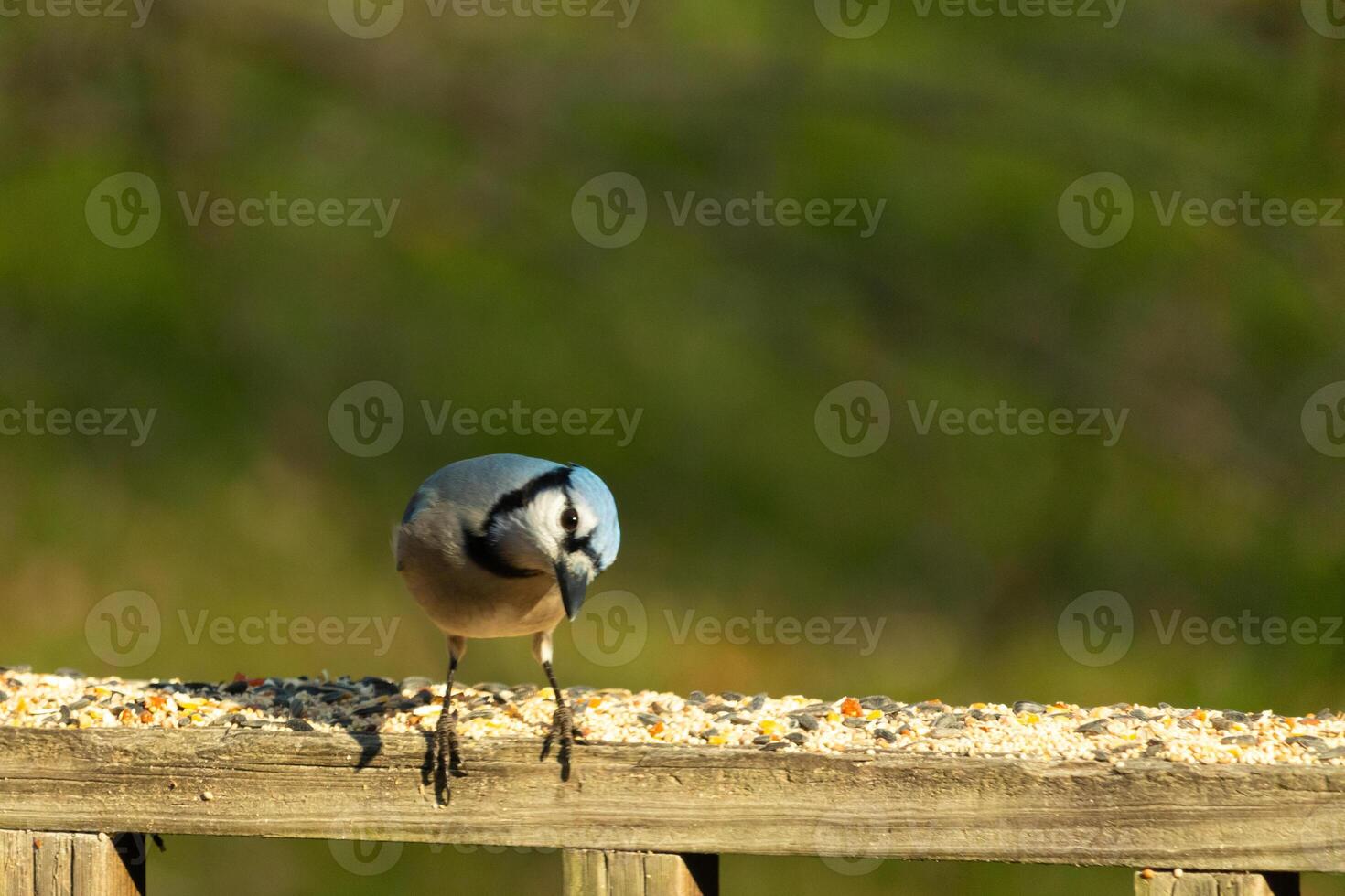 This beautiful blue jay bird is standing on the wooden railing. The pretty bird looks like he is about to pounce but waiting for the right moment. His white belly standing out from his blue feathers. photo