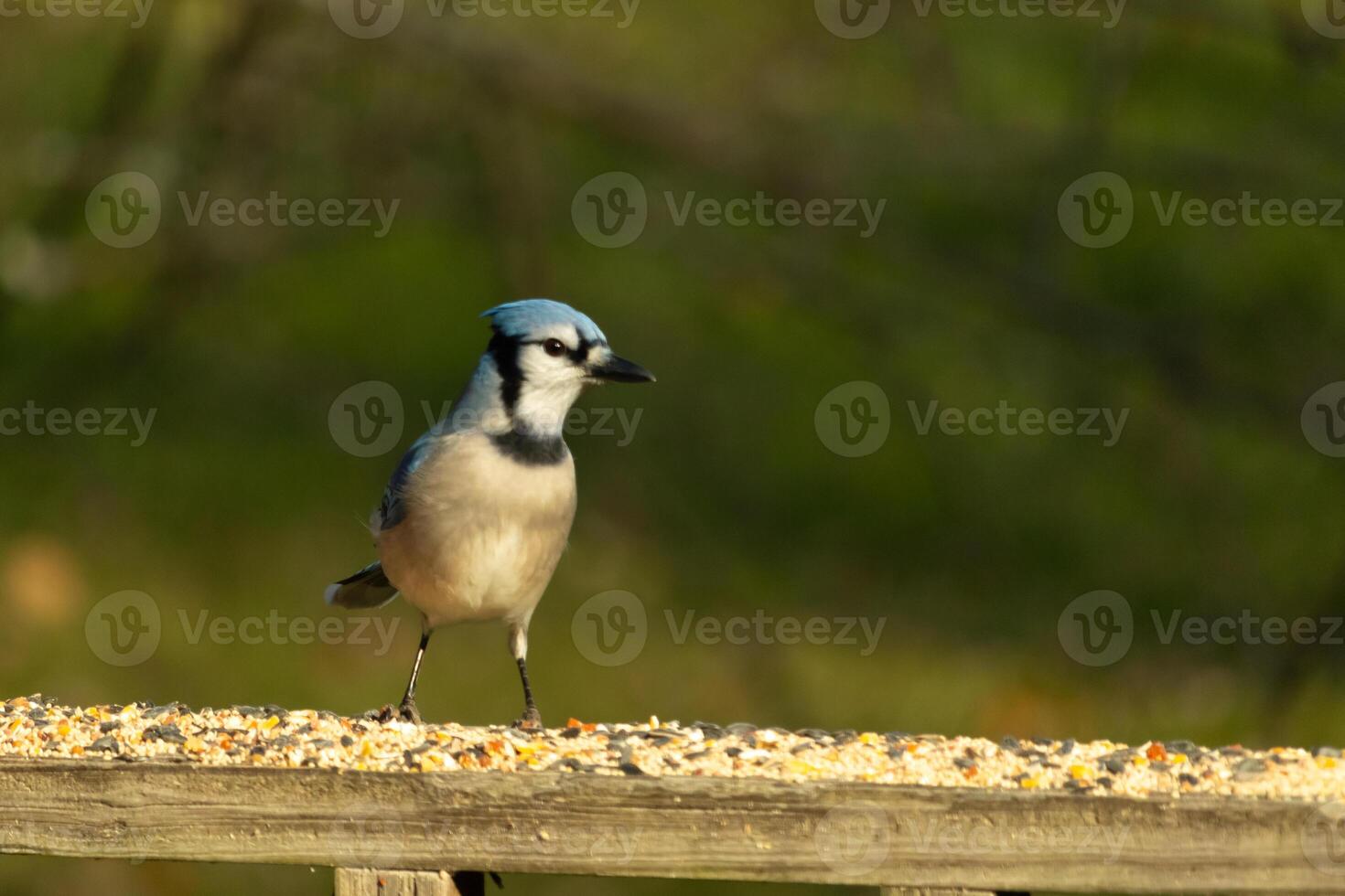 This beautiful blue jay bird is standing on the wooden railing. The pretty bird looks like he is about to pounce but waiting for the right moment. His white belly standing out from his blue feathers. photo