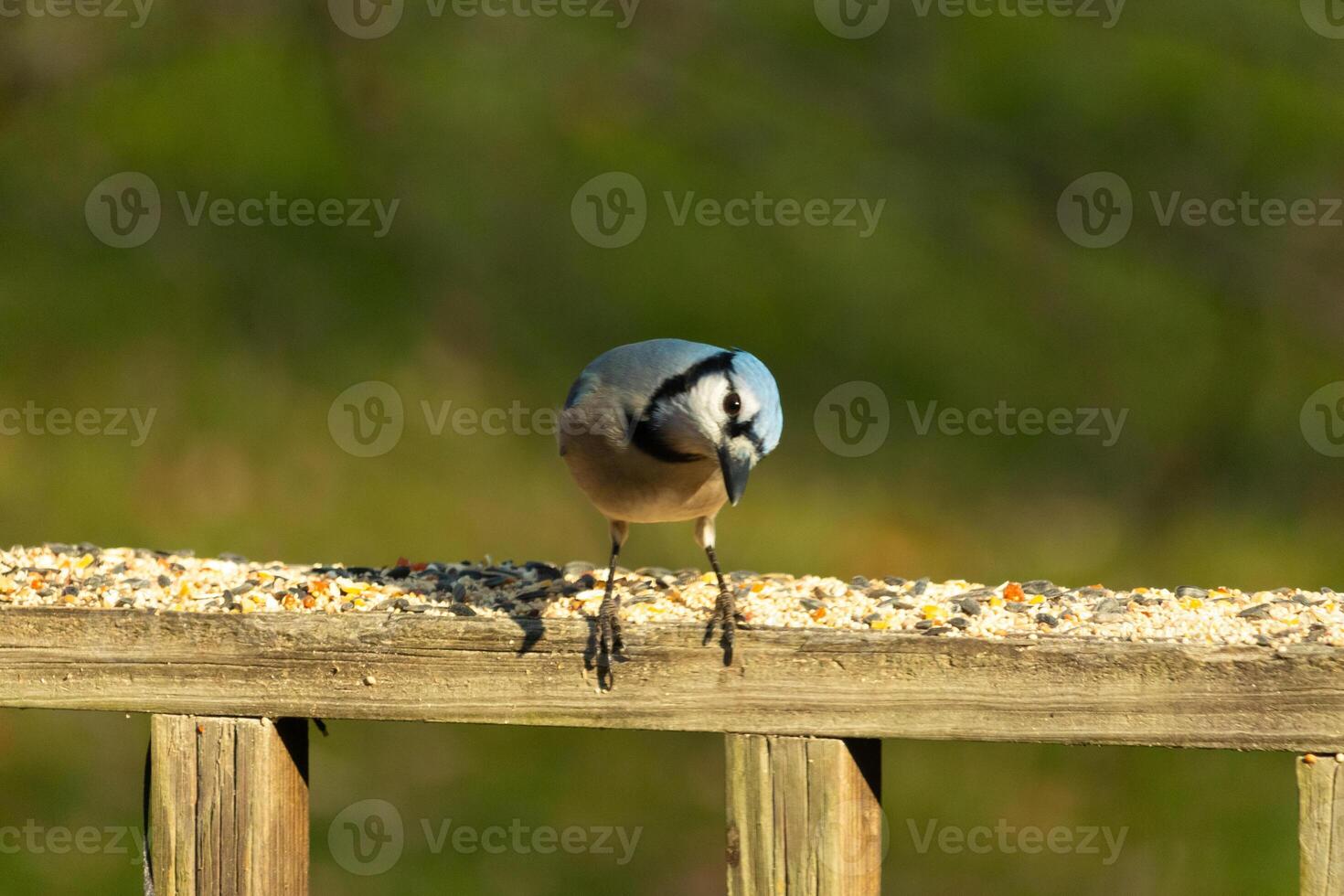 This beautiful blue jay bird is standing on the wooden railing. The pretty bird looks like he is about to pounce but waiting for the right moment. His white belly standing out from his blue feathers. photo