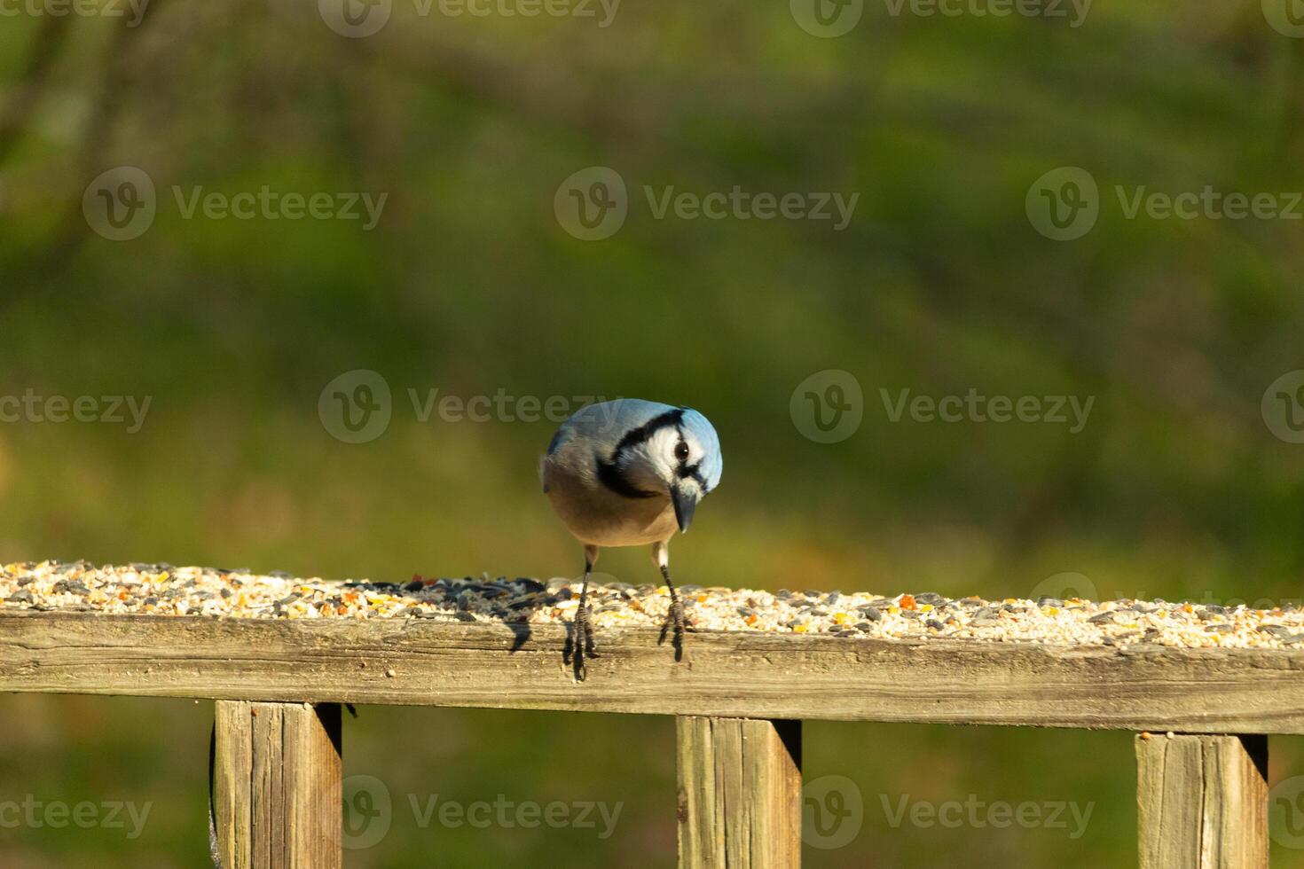 This beautiful blue jay bird is standing on the wooden railing. The pretty bird looks like he is about to pounce but waiting for the right moment. His white belly standing out from his blue feathers. photo