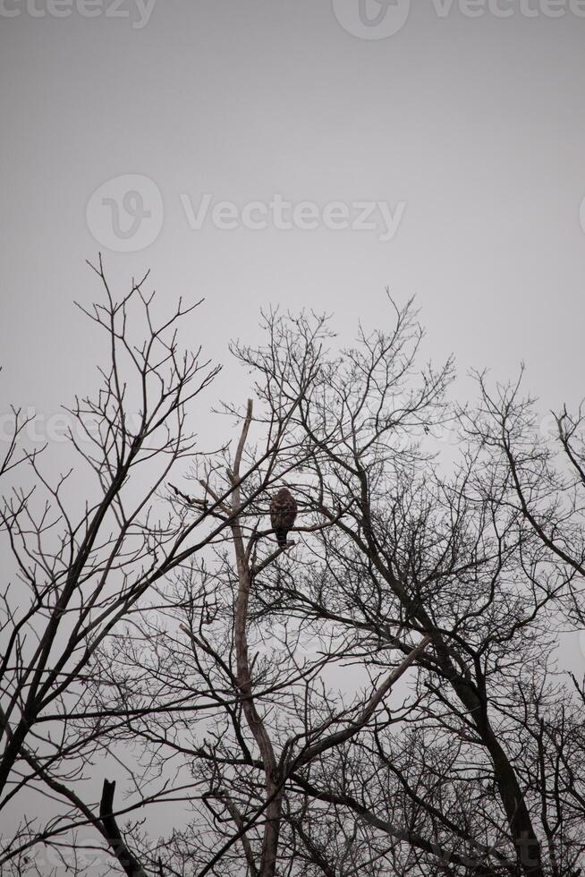 I love the look of this red-shouldered hawk perched in this tree. The large raptor trying to hide in the bare branches of the tree. The limbs without leaves due to the winter season. photo