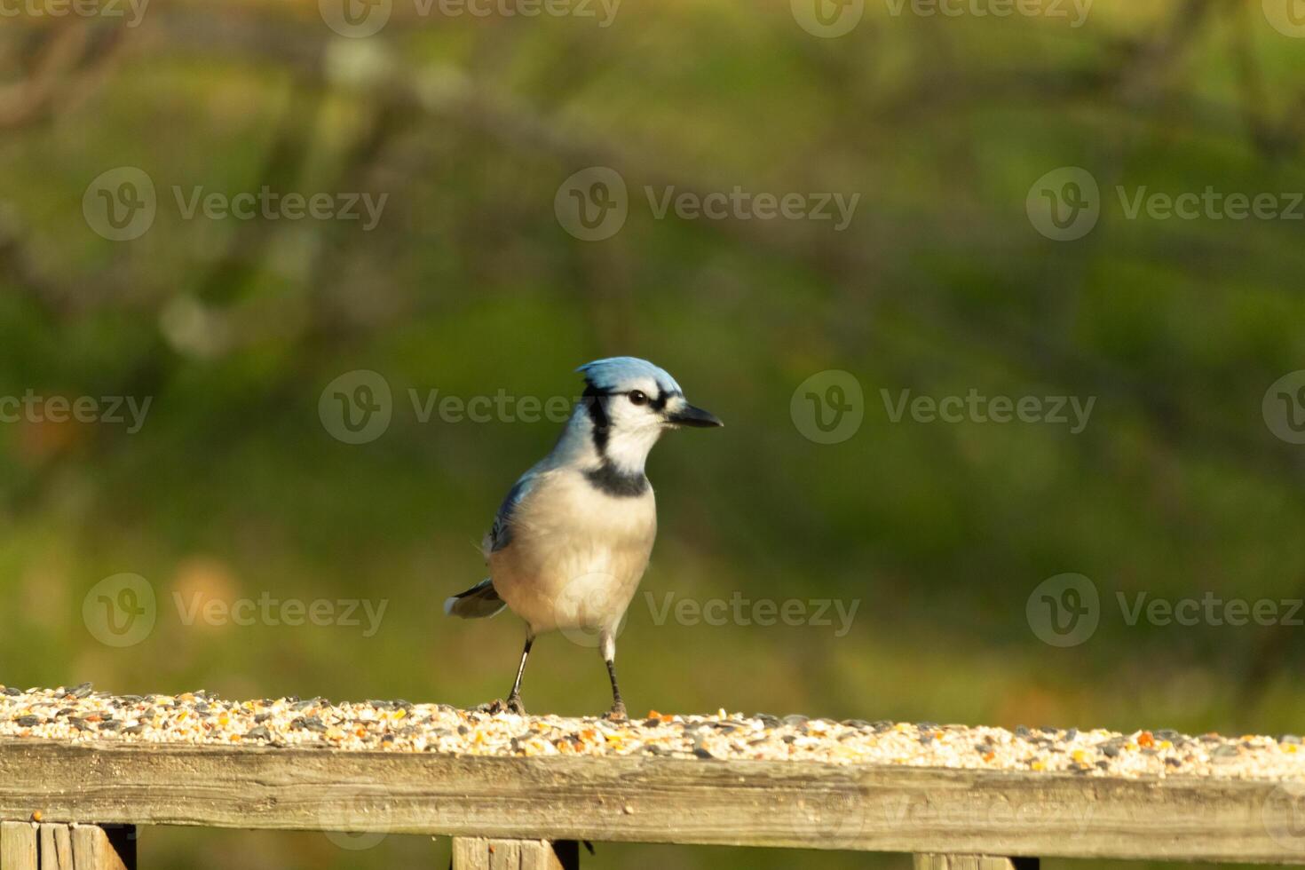 This beautiful blue jay bird is standing on the wooden railing. The pretty bird looks like he is about to pounce but waiting for the right moment. His white belly standing out from his blue feathers. photo