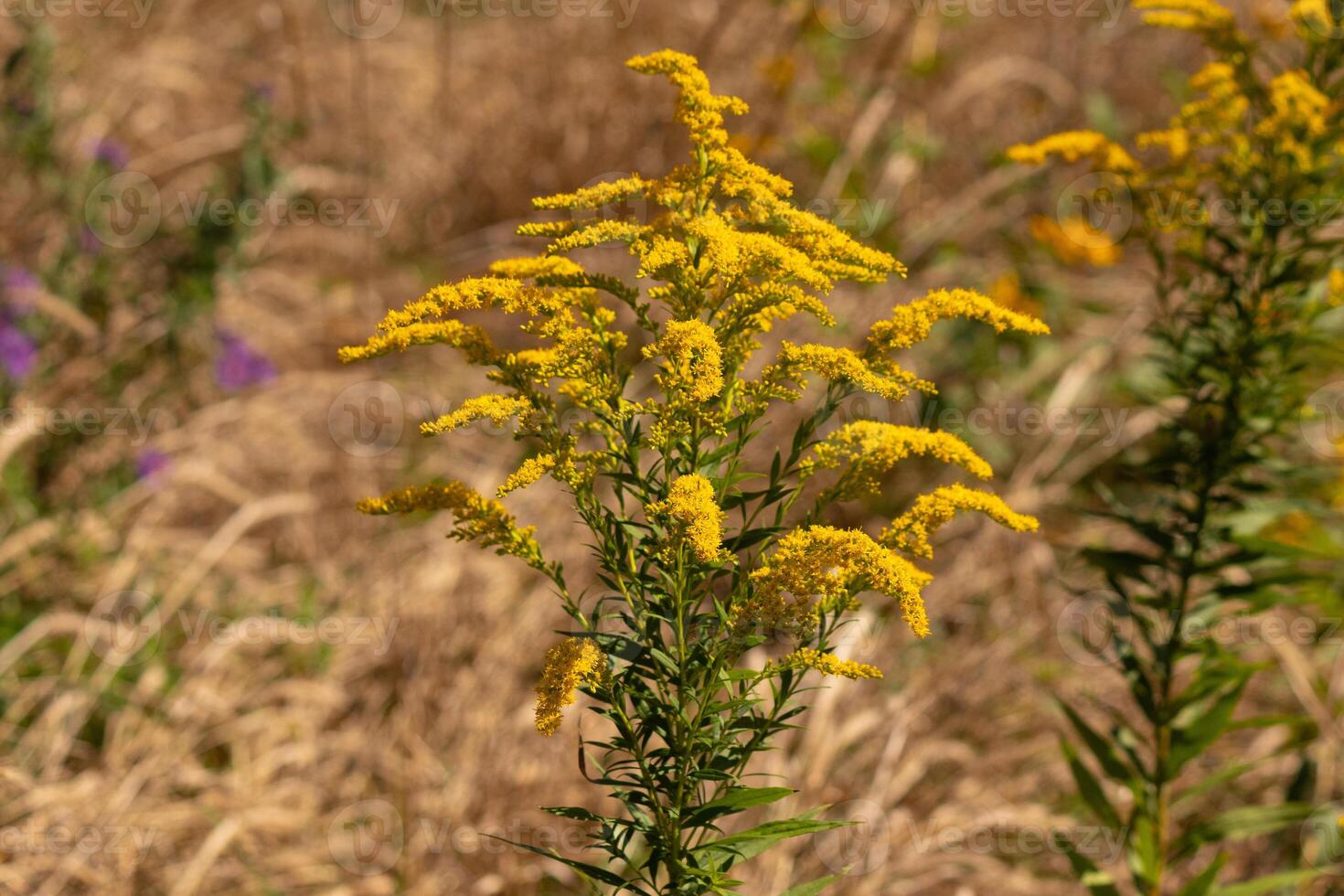 esta hermosa vara de oro flor silvestre se sentó brotante arriba entre todas el marrón follaje. el amarillo planta es un chapoteo de color entre todas el otoño de colores césped. foto