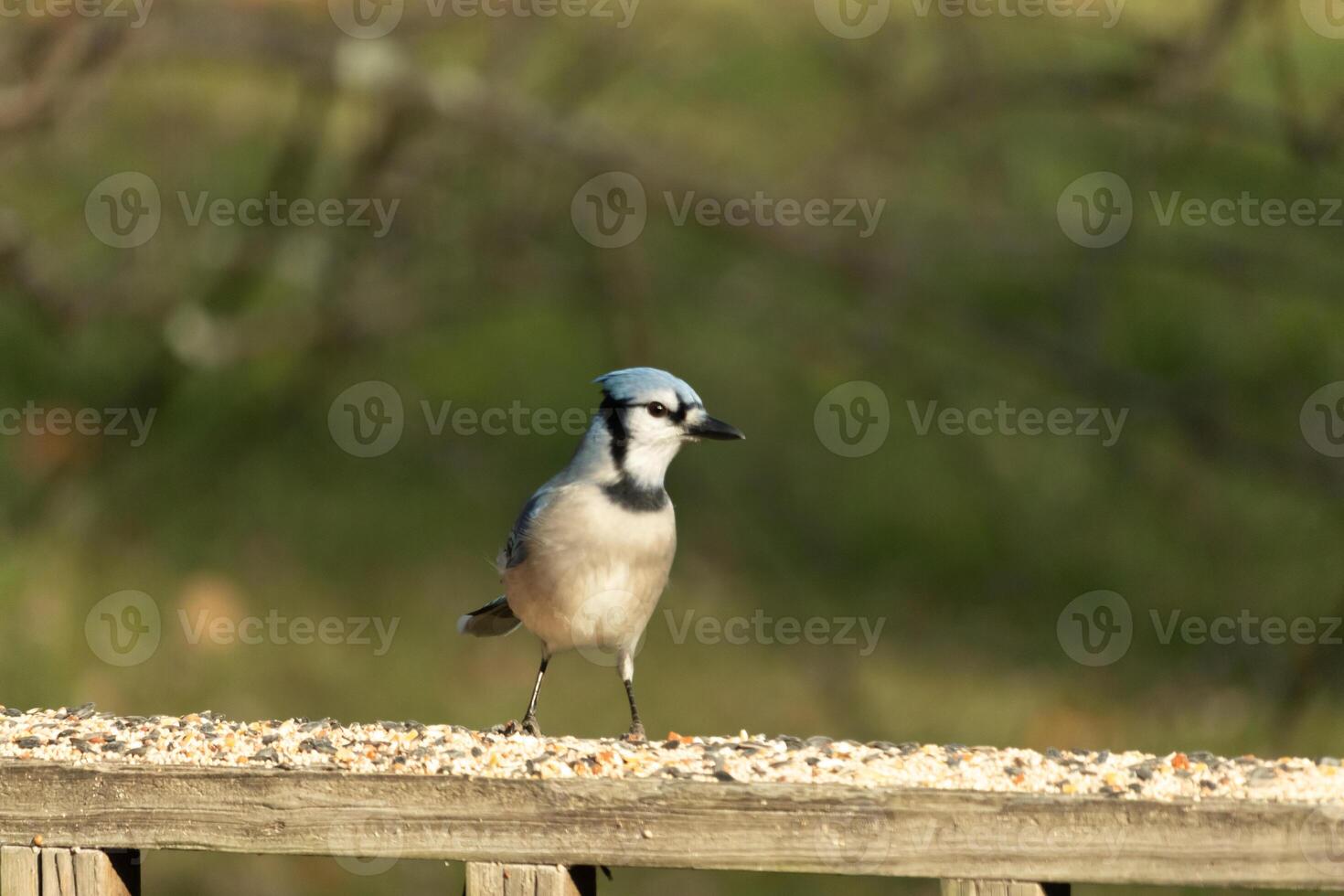 This beautiful blue jay bird is standing on the wooden railing. The pretty bird looks like he is about to pounce but waiting for the right moment. His white belly standing out from his blue feathers. photo