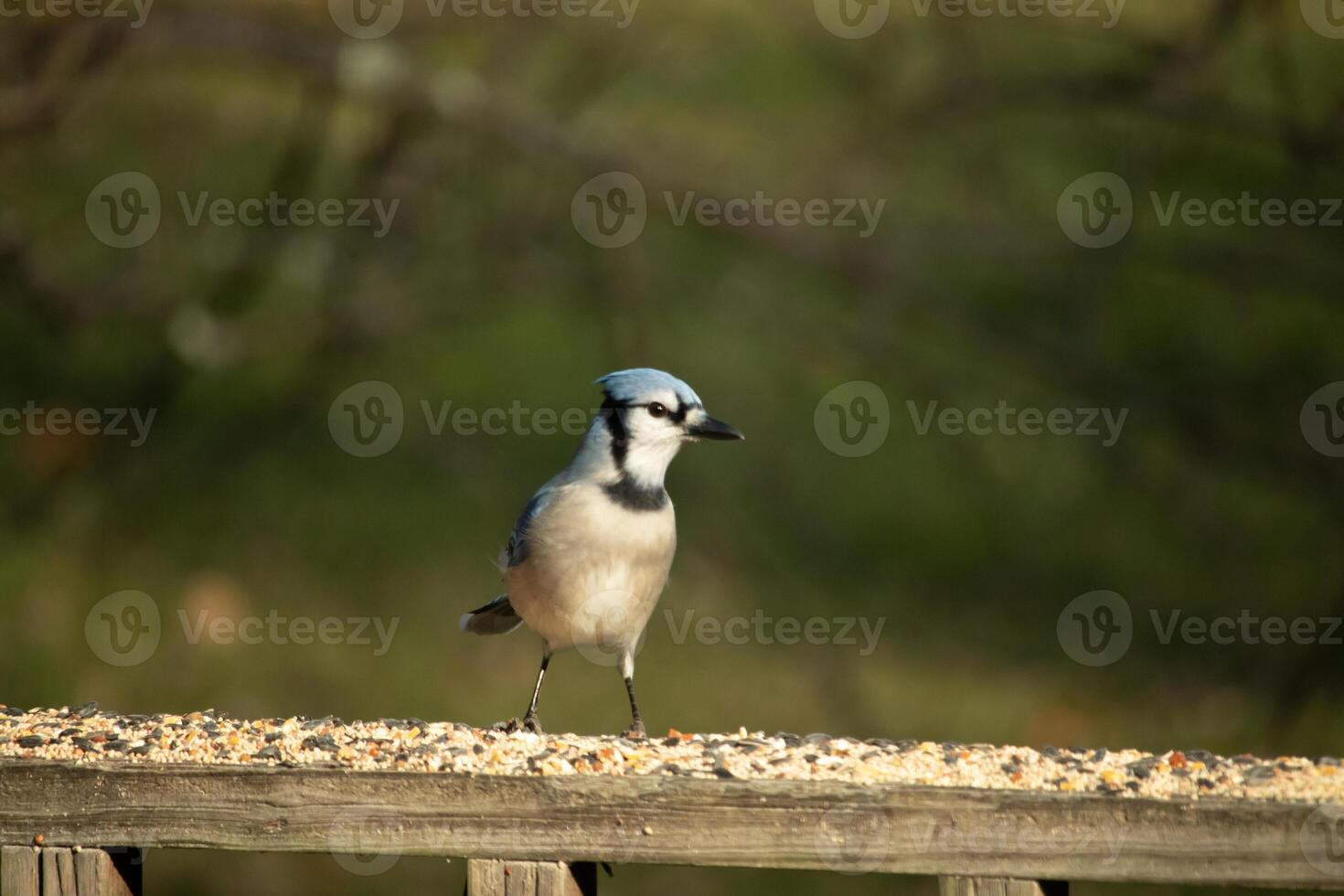 This beautiful blue jay bird is standing on the wooden railing. The pretty bird looks like he is about to pounce but waiting for the right moment. His white belly standing out from his blue feathers. photo