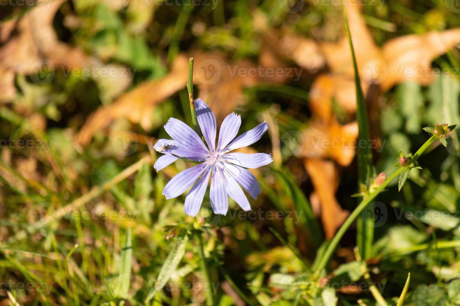 This beautiful chicory wildflower sat in the meadow among all the brown foliage. The purple splash of color among the Fall colored grass. I love the long petals that almost have a daisy look. photo